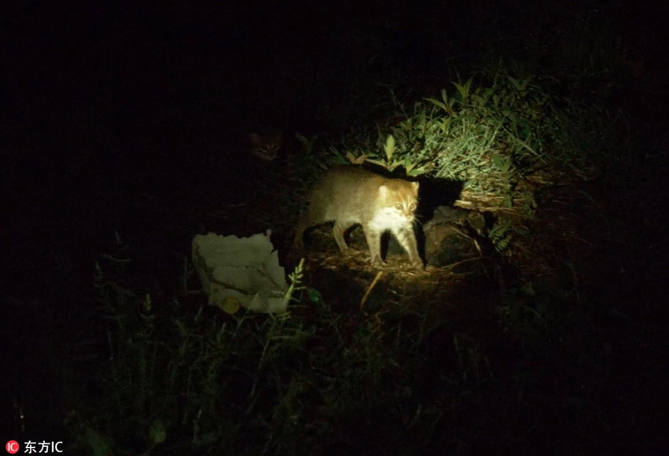 Do mất môi trường sống và ô nhiễm nguồn nước, mèo đầu phẳng giảm mạnh số lượng quần thể, dần dần, chúng chỉ còn khoảng 2500 cá thể hoang dã sinh sống trong tự nhiên.