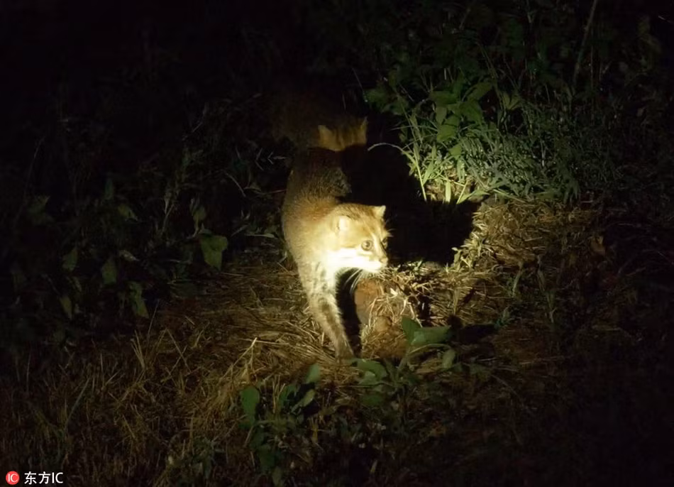 Mèo đầu phẳng cũng đã được đưa vào Sách đỏ, là một trong những loài có nguy cơ tuyệt chủng cao, cần được bảo vệ nghiêm ngặt.