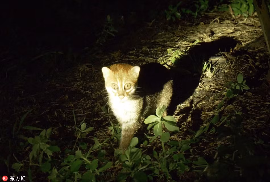 Mới đây, bộ đôi nhiếp ảnh gia Amy và David Alton bất ngờ và may mắn bắt gặp một cặp mèo hoang đầu phẳng cực kỳ quý hiếm ở khu vực hoang dã thuộc Kalimantan, Indonesia.