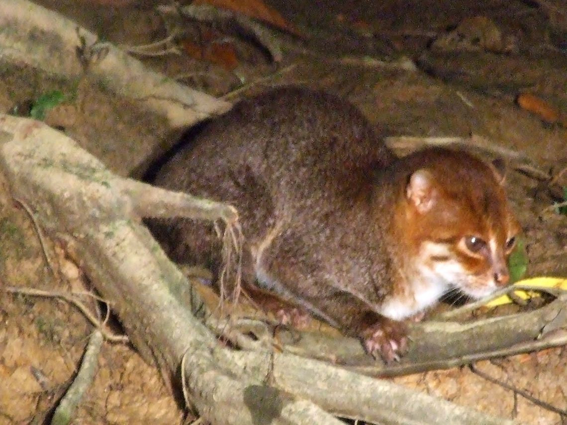 Thêm vào đó, đôi mắt gần nhau một cách bất thường giúp tầm nhìn của mèo đầu phẳng cải thiện hơn so với những loài mèo khác.