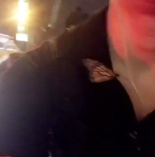 Một ngày nọ, khi Andreas ra ngoài, khi bước xuống cầu thang, cậu nhìn thấy một con bướm nằm trên mặt đất, có vẻ như đã chết. Tuy nhiên, khi quan sát kỹ, Andreas nhận ra con bướm còn sống và quyết định sẽ cứu nó bằng cách đặt con bướm lên người, chờ con bướm khỏe lại và bay đi.