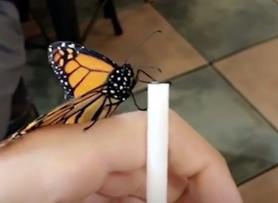 Đáng tiếc, những ngày hạnh phúc luôn trôi qua rất nhanh. Một buổi sáng, Penelop không bay đến vai Andreas như thường lệ, nhưng do quá vội đi đến lớp, Andreas đã không để ý. Ngay sau khi tan học, Andreas về nhà và phát hiện, Penelop đã chết, khiến Andreas rất buồn bã.