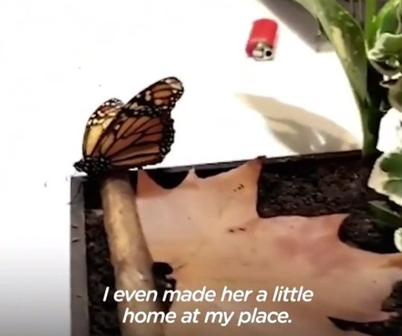 Chợt nhớ rằng con bướm xinh đẹp chỉ sống được khoảng 14 ngày và Penelop đã sống tới 5 ngày bên mình, Andreas cảm thấy hạnh phúc hơn. Cô bướm xinh đẹp đã dành gần nửa cuộc đời để bầu bạn với chàng trai trẻ. "Tôi đã sống nhiều năm qua, nhưng không có 5 ngày nào đặc biệt như 5 ngày sống với với Penelop", Andreas nói.