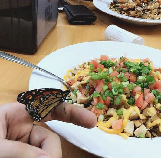 Không ngờ rằng, càng gió, con bướm xinh đẹp lại càng dính chặt lấy quần áo của Andreas. Nghĩ rằng, đây là duyên phận, chàng trai trẻ đã mang con bướm về nhà, đặt lên là Penelop và xây một cái tổ nhỏ cho nó.