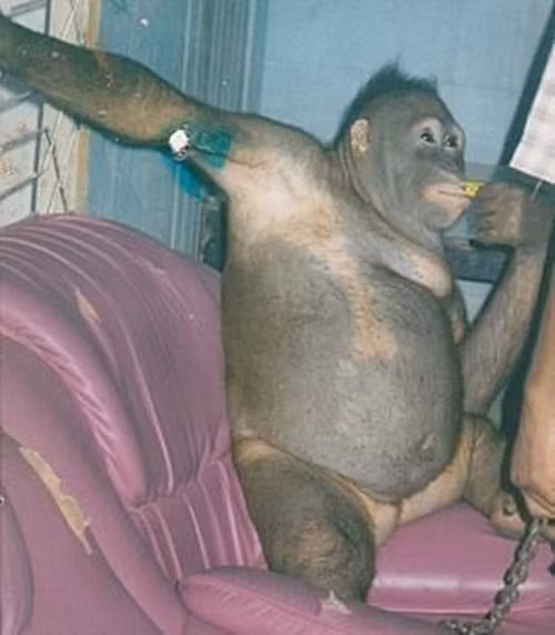 Giai cuu thanh cong duoi uoi bi nhot tai nha tho de phuc vu nhung ke bien thai