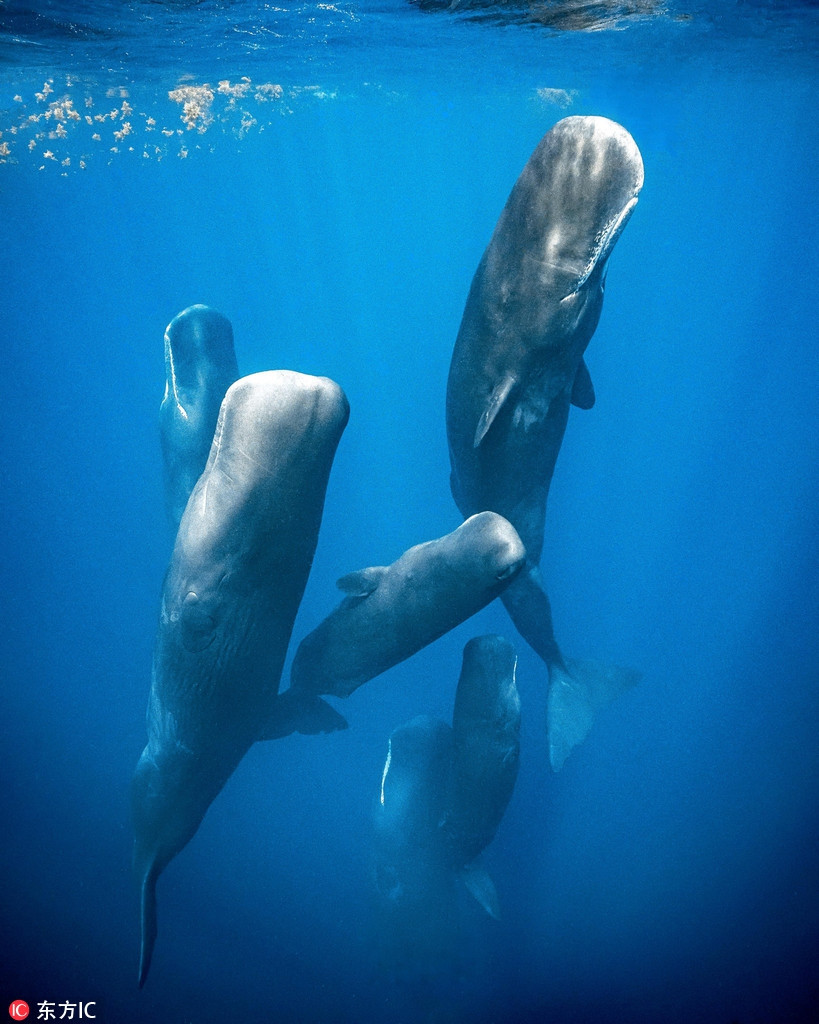 Kho tin ca voi tinh trung ngu dung doc dao duoi bien sau