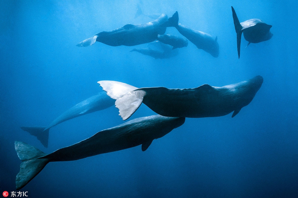 Kho tin ca voi tinh trung ngu dung doc dao duoi bien sau-Hinh-3