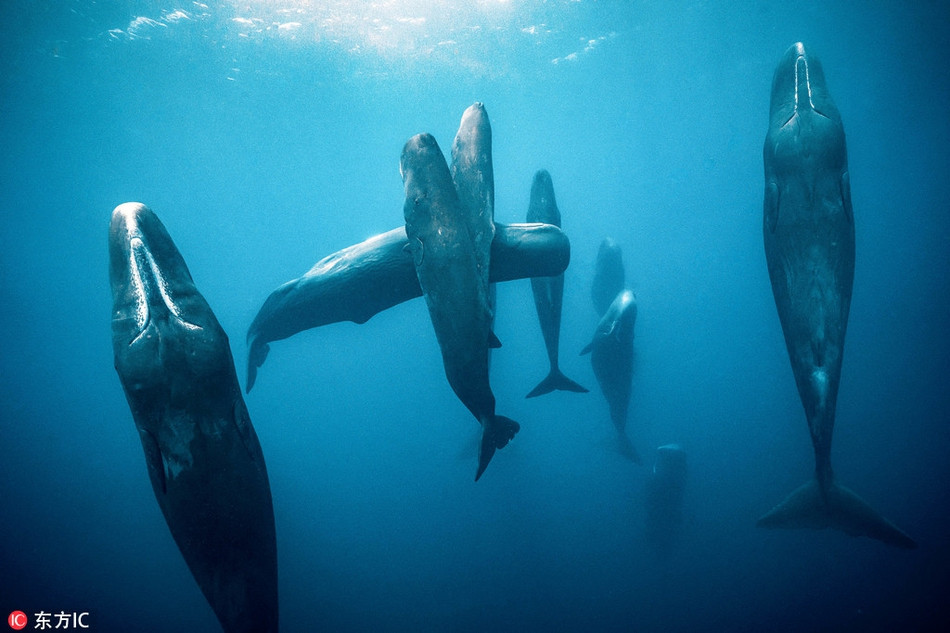 Kho tin ca voi tinh trung ngu dung doc dao duoi bien sau-Hinh-2