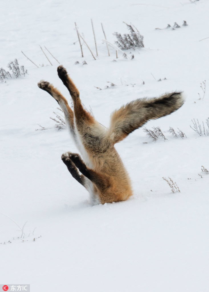 Cáo đỏ tận dụng khoảnh thời gian tuyết phủ kín mặt đất, các loài động vật lười ra khỏi hang để săn mồi.