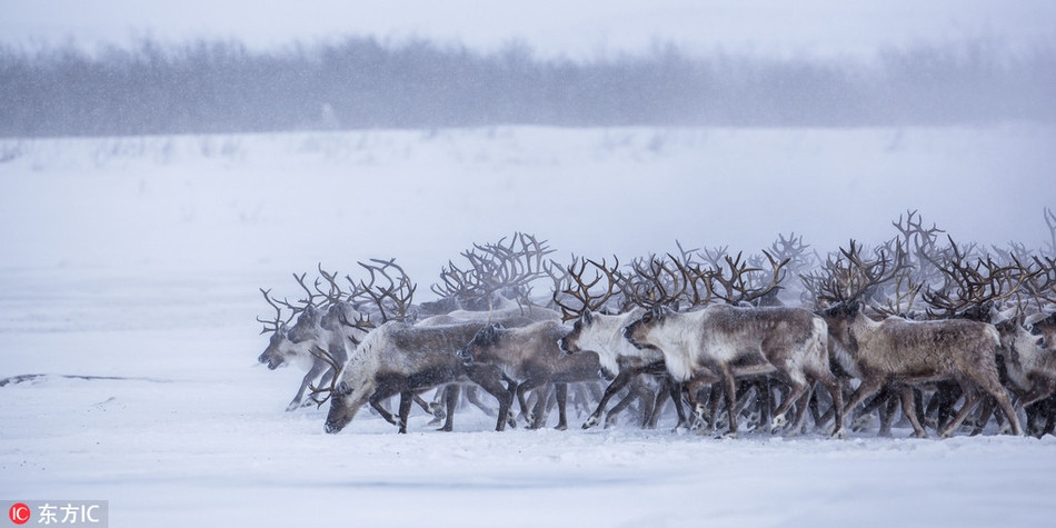 Đàn tuần lộc dường như đã quá quen với khung cảnh băng giá, tuyết phủ. Chúng bước đi điềm tĩnh đúng với phong cách của động vật xứ lạnh.