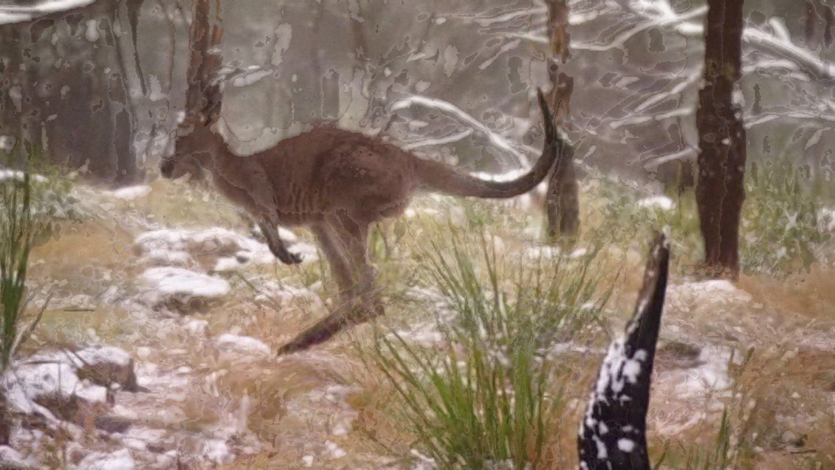 Kangaroo lần đầu thấy tuyết rơi, nó hứng khởi đến mức không kiềm chế được, nhảy lung tung khắp nơi.