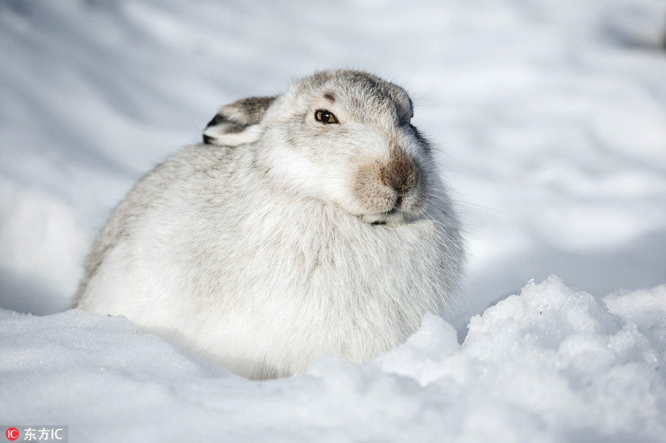 Sở hữu bộ lông dày mịn màng ấm áp, thế nhưng thỏ muốn ra chơi tuyết vẫn phải cụp lại đôi tai dài cho bớt lạnh.