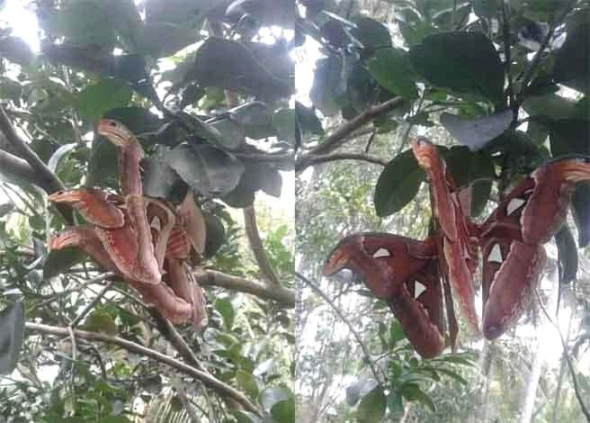 Soc nang thay ran ba dau nhu than thoai va su thuc te ngua-Hinh-2