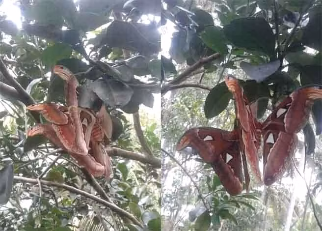 Soc nang thay ran ba dau nhu than thoai va su thuc te ngua-Hinh-2