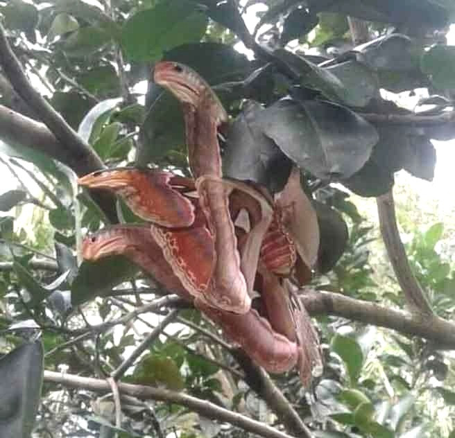 Soc nang thay ran ba dau nhu than thoai va su thuc te ngua