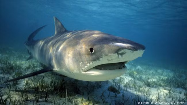 Chet khiep ca map can dut 