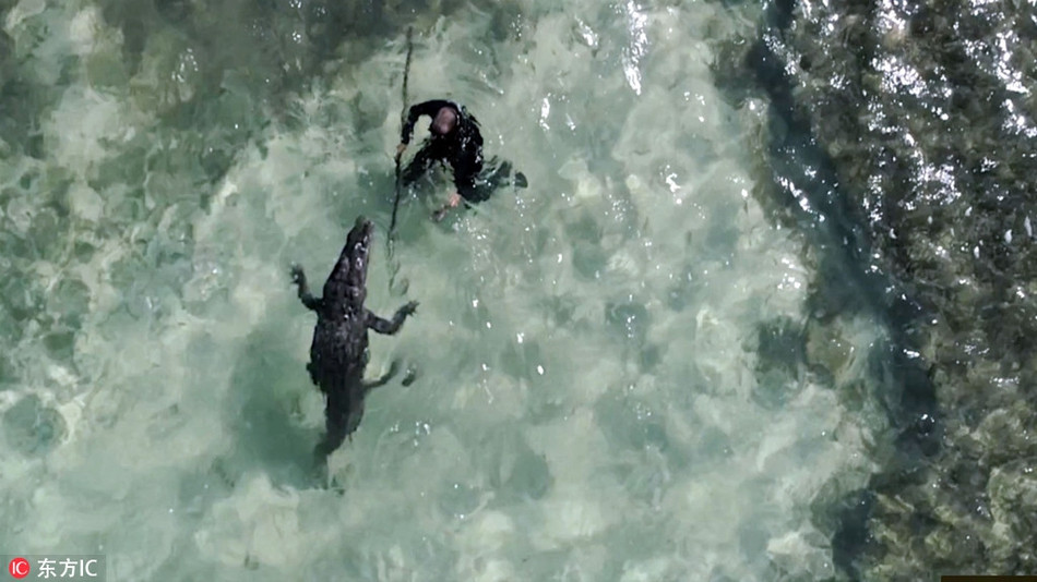 Thế nhưng trên thực tế, người lặn và cá sấu tiếp cận, cùng bơi lội và chia sẻ không gian dưới nước rất hòa bình.