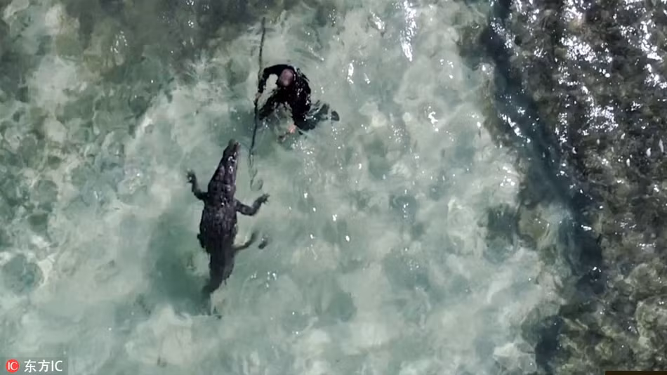 Thế nhưng trên thực tế, người lặn và cá sấu tiếp cận, cùng bơi lội và chia sẻ không gian dưới nước rất hòa bình.