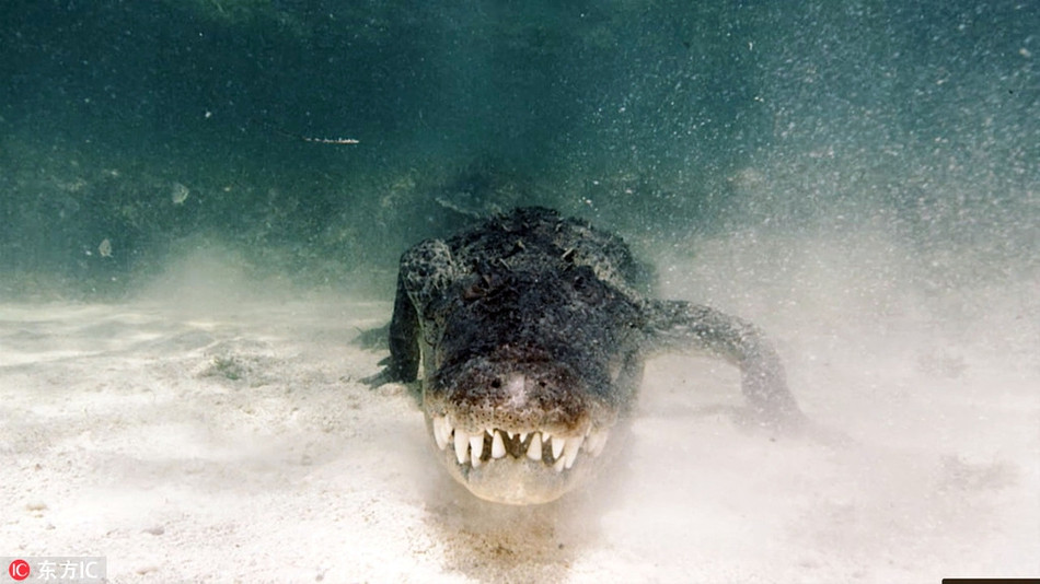 Đến ngày ghi hình, nhiếp ảnh gia và những thợ lặn khác bơi vòng tròn xung quanh con cá sấu và thu hẹp dần đường kính.