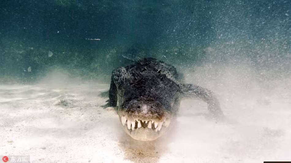 Đến ngày ghi hình, nhiếp ảnh gia và những thợ lặn khác bơi vòng tròn xung quanh con cá sấu và thu hẹp dần đường kính.