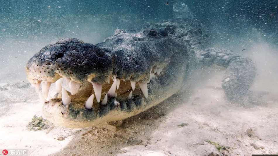 Đôi lúc, con người và cá sấu khổng lồ như đang dồn đuổi nhau, cũng có khi, con người và cá sấu mặt đối mặt.