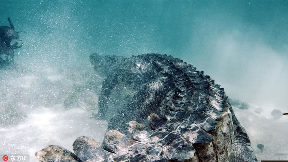 Nhiều du khách muốn trải nghiệm cảm giác mạnh khi đến lặn ngắm san hô ở vùng biển này sẽ được tiếp xúc với những con cá sấu khổng lồ ở khoảng cách cực gần.