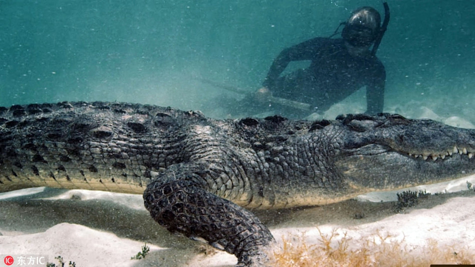 Có du khách còn bạo gan đến mức đem theo cả những con mồi tươi sống để thu hút cá sấu khổng lồ.