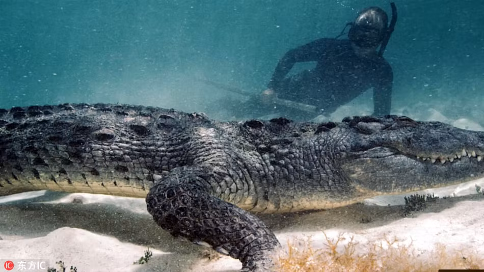 Có du khách còn bạo gan đến mức đem theo cả những con mồi tươi sống để thu hút cá sấu khổng lồ.