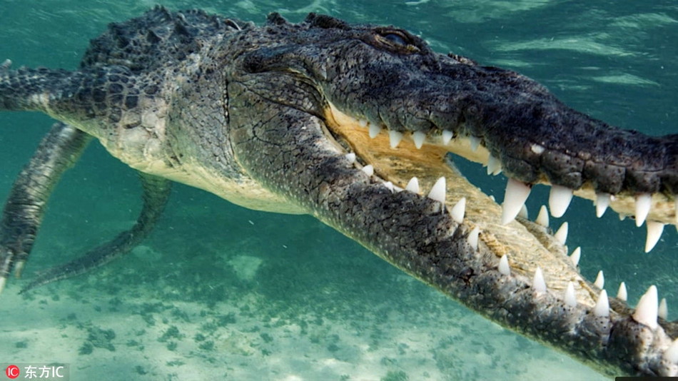 Được biết, những con cá sấu khổng lồ nơi đây có thể đạt kích thước tối đa lên tới 4m. Việc lặn cùng cá sấu và tiếp xúc ở khoảng cách gần với chúng thực sự là một hành động liều lĩnh, chứa đầy rủi ro.