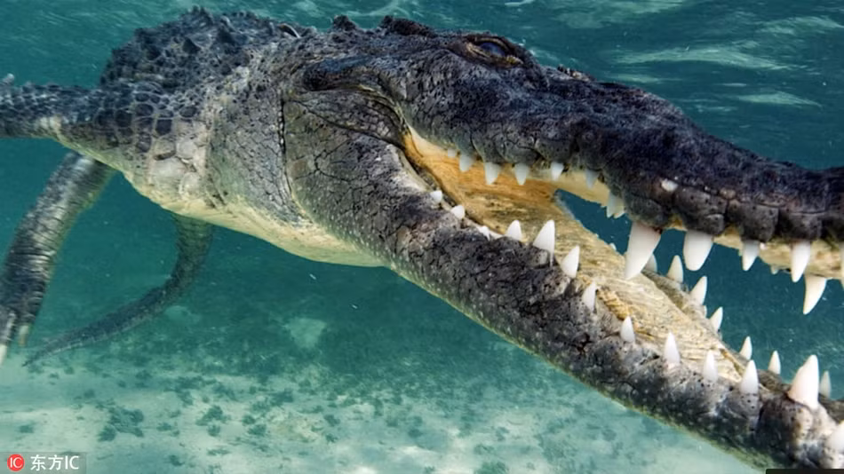 Được biết, những con cá sấu khổng lồ nơi đây có thể đạt kích thước tối đa lên tới 4m. Việc lặn cùng cá sấu và tiếp xúc ở khoảng cách gần với chúng thực sự là một hành động liều lĩnh, chứa đầy rủi ro.