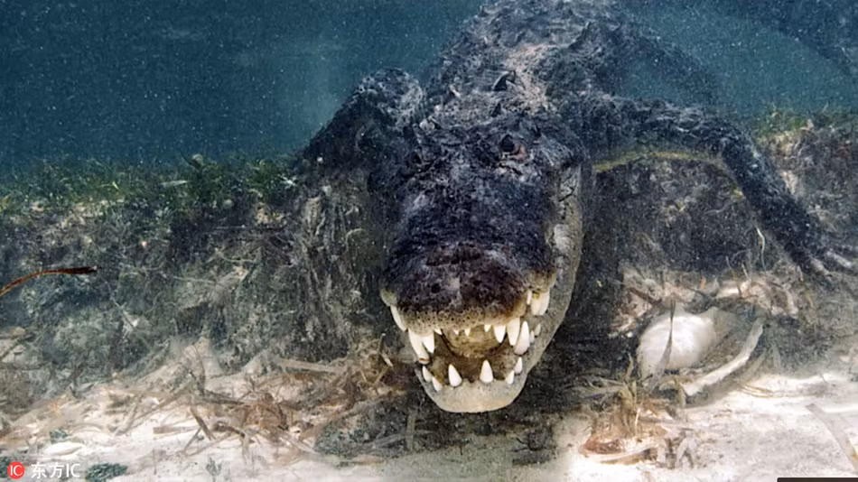 Theo tìm hiểu, vùng biển Banco Chinchorro ở Mexico hiện là nhà của hơn 700 con cá sấu khổng lồ.