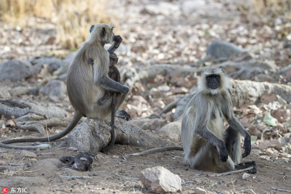 Theo phán đoán của nhiếp ảnh gia, thời điểm cô chụp những bức ảnh tang thương này, thời tiết nóng nực và vô cùng ngột ngạt, vì vậy, nhiệt độ quá cao có thể là nguyên nhân dẫn đến cái chết của vọoc con.