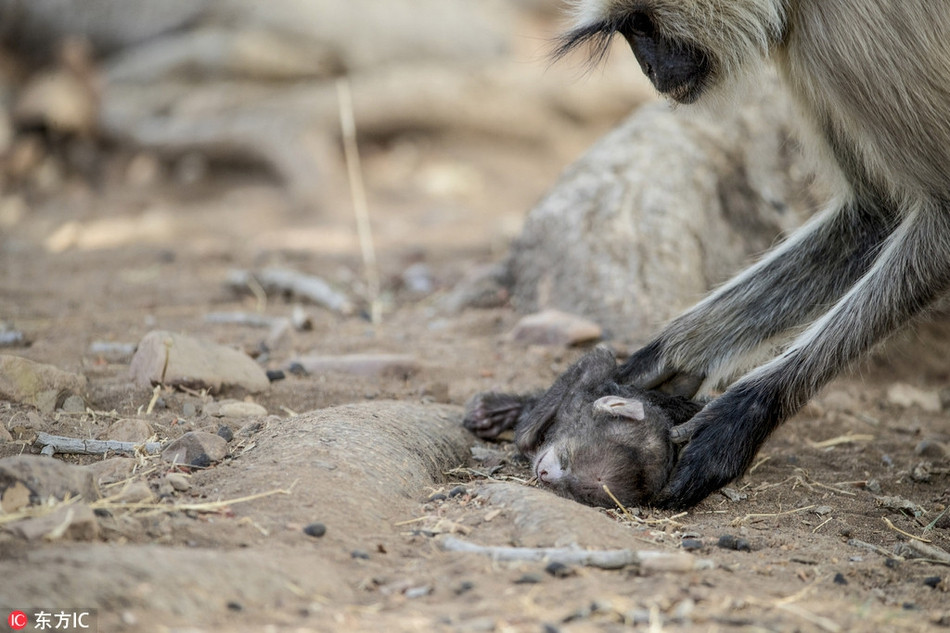 Nhìn khỉ mẹ nhẹ nhàng đánh thức đứa con đã mất của mình, nhiều người không khỏi xót xa, rơi nước mắt.