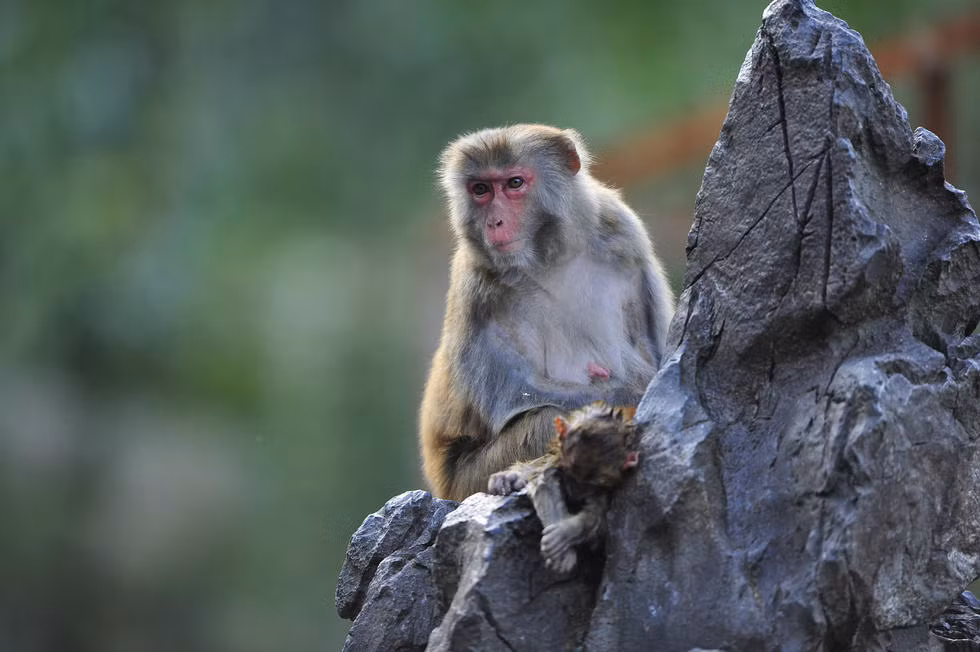 Mặc dù khỉ con đã chết, thế nhưng khỉ mẹ vẫn cho con bú, vẫn ôm con đi khắp mọi nơi và thậm chí là bắt chấy cho đứa con bé bỏng. Mỗi khi có người định lại gần con mình, khỉ mẹ lập tức nhe răng trợn mắt hù dọa.