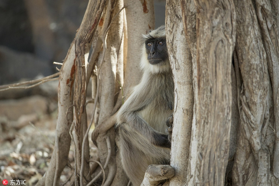 Dường như nó không thể chấp được sự thực rằng đứa con mà mình dứt ruột đẻ ra, gắn bó bấy lâu đã ra đi vĩnh viễn.