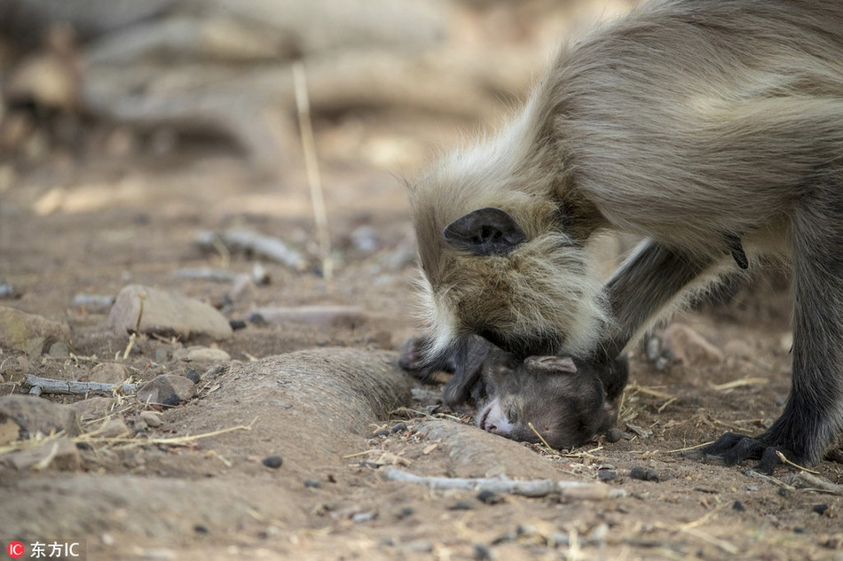 Con voọc đuôi dài mẹ thậm chí còn cố gắng đánh thức đứa con đang "say ngủ", thế nhưng mọi thứ đều vô ích, bởi vọoc con đã ngủ một giấc ngủ không bao giờ tỉnh.