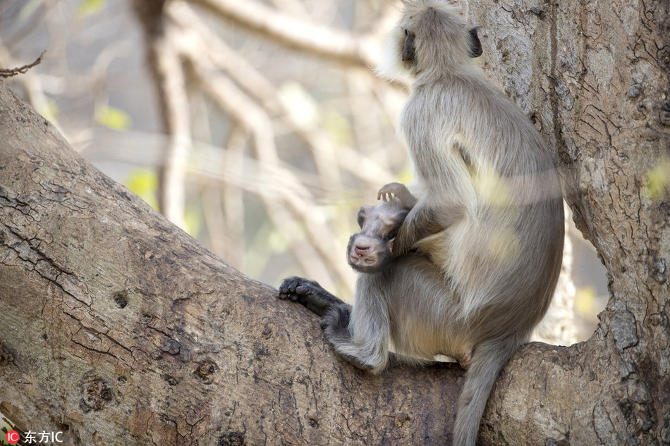 Theo nhiếp ảnh gia Archana Singh chia sẻ, mặc dù vọoc con đã chết được một thời gian, thế nhưng con voọc đuôi dài mẹ vẫn không muốn buông tay.