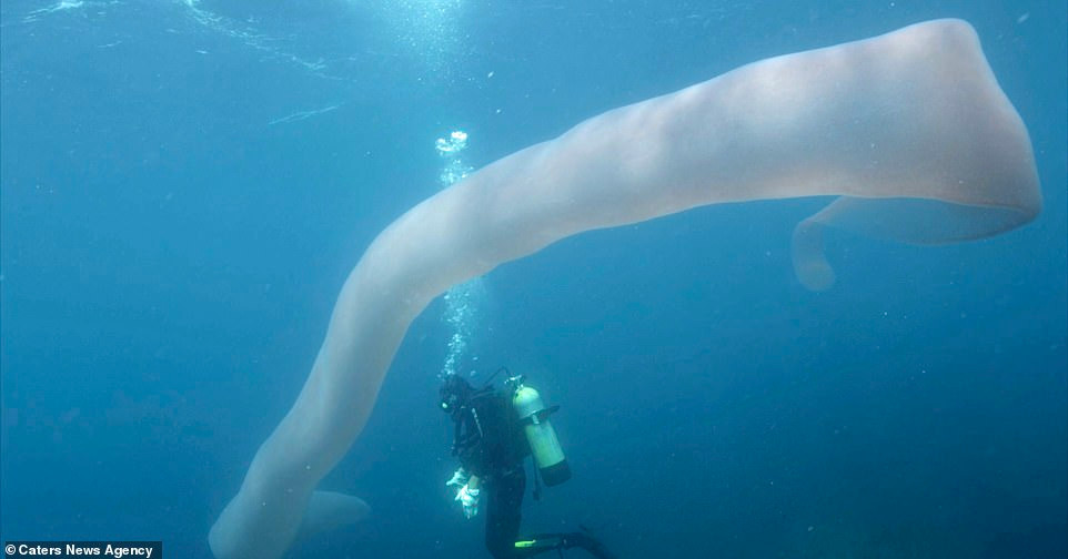 Qua quan sát, Steve Hathaway và Andrew Buttle nhận ra rằng con sâu biển này bơi lội rất kỳ quặc.