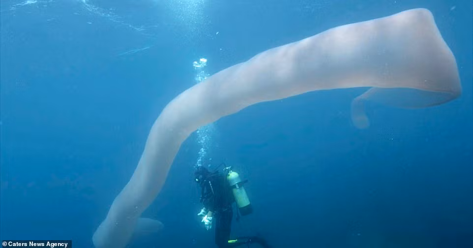 Qua quan sát, Steve Hathaway và Andrew Buttle nhận ra rằng con sâu biển này bơi lội rất kỳ quặc.