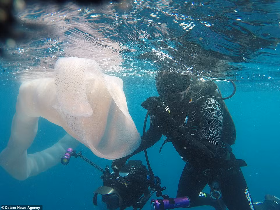 Tuy nhiên, thứ mà hai thợ lặn người New Zealand tìm thấy không phải là sâu biển khổng lồ, cũng không phải cá thể một sinh vật biển.