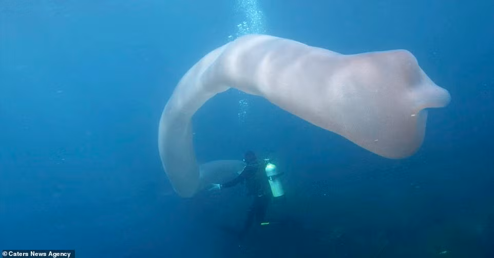 Mỗi zooid chỉ dài chứng vài milimet thế nhưng khi tập hợp lại, chúng có thể dọa chết khiếp những người thợ lặn yếu tim.