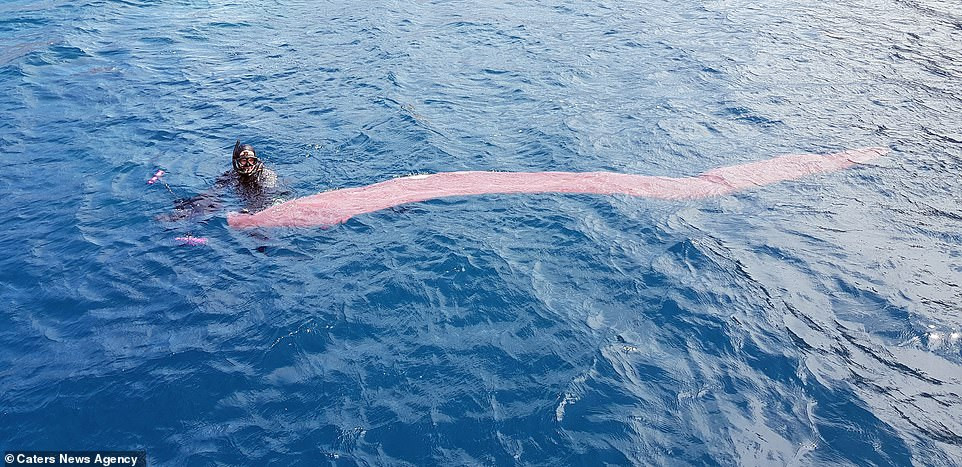 Được gọi là Pyrosome, đây là tập hợp của vô số các zooid - các sinh vật siêu nhỏ trôi nổi trong nước.