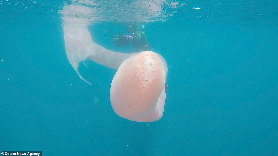 Theo tìm hiểu, Pyrosome có thể được tìm thấy ở các vùng biển ấm, chúng di chuyển chủ yếu dựa vào thủy triều, sóng và tốc độ dòng chảy.