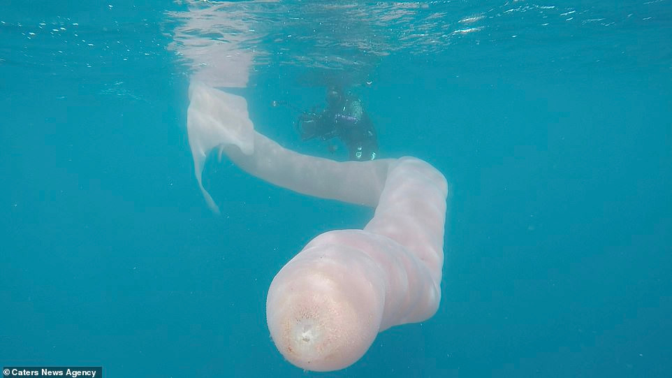 Để tạo thành hình sinh vật dài cả mét, những zooid tiết ra một chất dạng gel giúp chúng dính chặt với nhau.