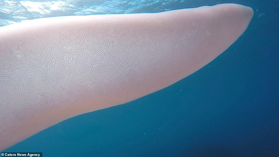 Nó thay đổi hình dạng liên tục, lúc thì hệt như một con sâu khổng lồ, lúc lại trải rộng như một chiếc ống rỗng ruột.