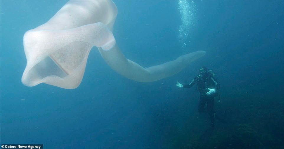 "Chưa bao giờ tôi thấy con nào giống thế này, thậm chí giờ tôi vẫn còn hoài nghi về việc một sinh vật như thế có tồn tại", anh Andrew Buttle cho biết.