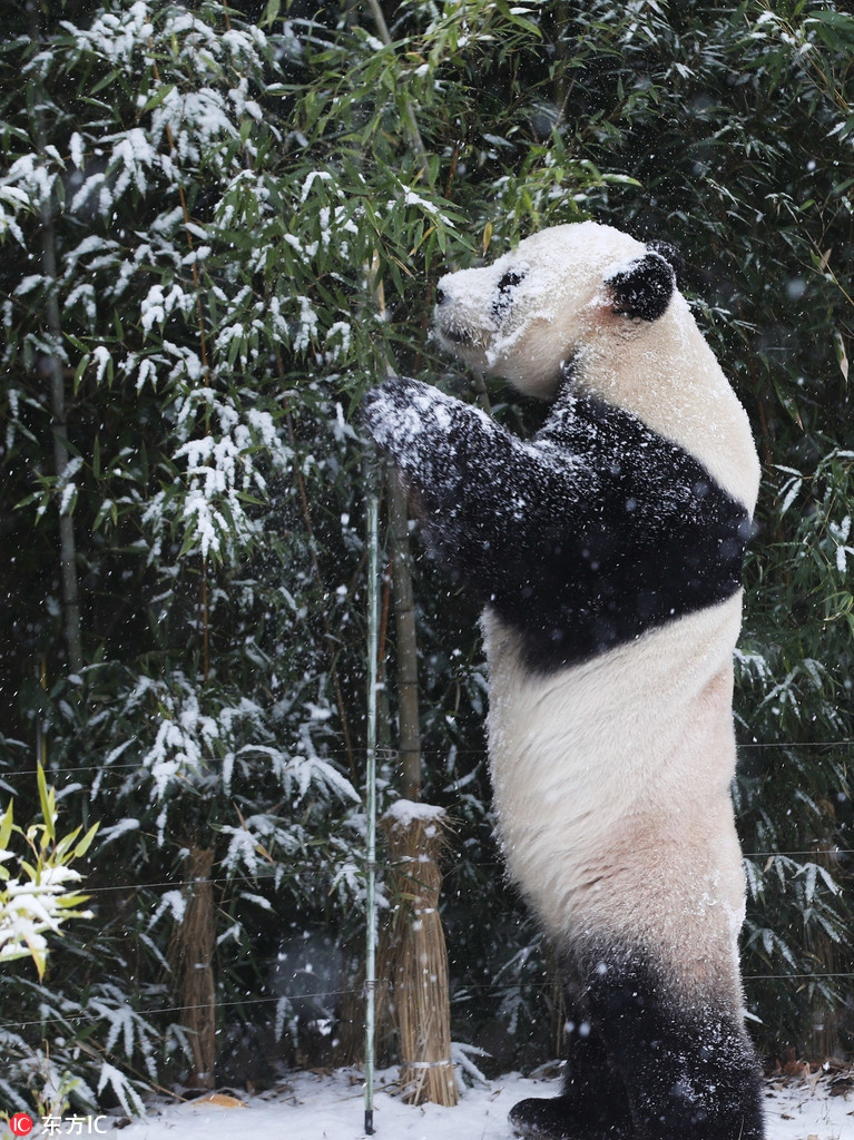 Thế nhưng sự hào hứng của Aibo không hề mất đi, trái lại, chú gấu trúc khổng lồ không biết mệt mỏi tận hưởng điều thú vị mùa lạnh.