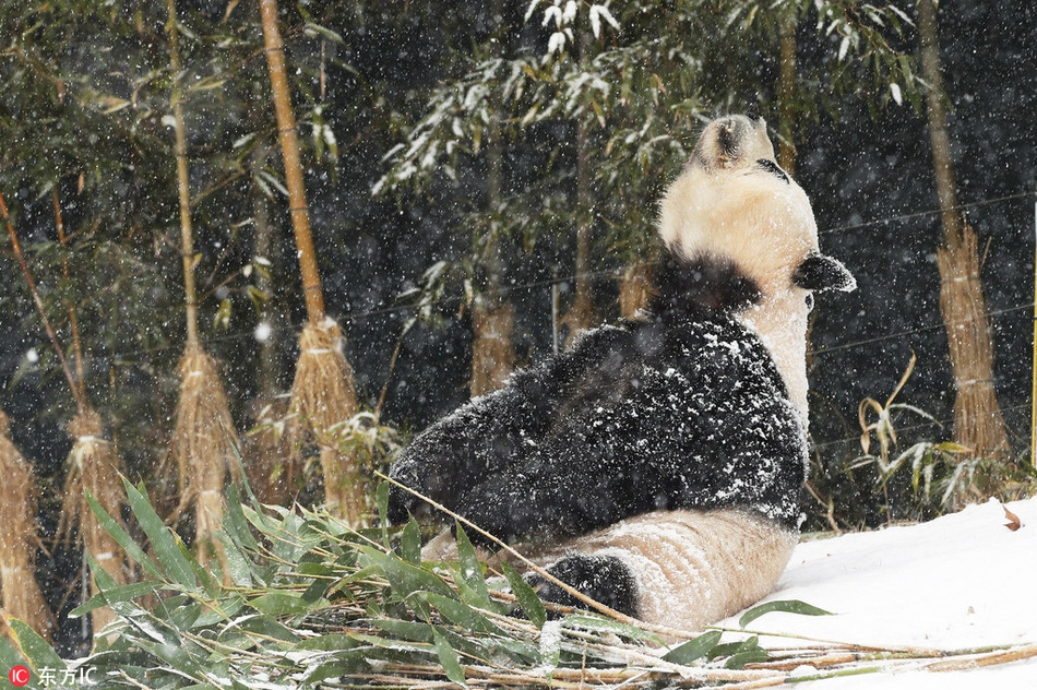 Nó lăn lộn khắp nơi, chơi đùa trên tuyết, mang lại sự hào hứng và cảm giác thú vị cho khách tham quan.