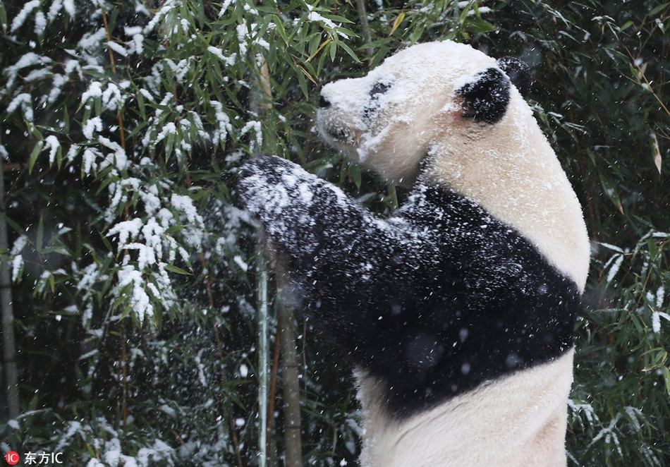 Được biết, khi trời có tuyết, gấu trúc Aibo sẽ được chơi đùa thỏa thích nhưng có giới hạn thời gian.