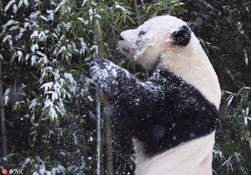 Được biết, khi trời có tuyết, gấu trúc Aibo sẽ được chơi đùa thỏa thích nhưng có giới hạn thời gian.